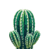 Paint by Numbers Cactus