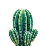 Paint by Numbers Cactus