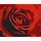 Paint by Numbers for Adults Rose