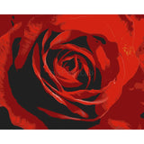 Paint by Numbers for Adults Rose