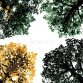 Paint by Numbers Deciduous forest