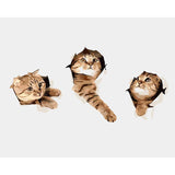 Painting by Numbers Art 3D Three Cat Heads Peeking Out of The Wall