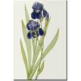 Painting by Numbers Art Nature Purple Flowers with Hanging Head