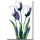 Painting by Numbers Art Nature Five Tulips