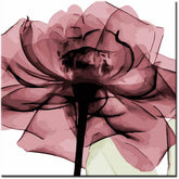 Painting by Numbers Bkumen Rose with Head Up