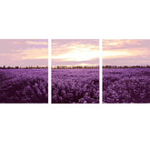 Painting by Numbers Lavender Field in The Sunset - 3-Panel