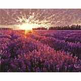 Painting by Numbers Pictures Lavender Field