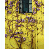 Paint by numbers climbing plant purple