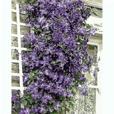 Painting by numbers climbing plant blue-purple