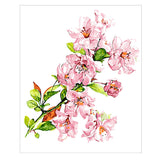 Paint by Numbers Pictures of Bush Anemones