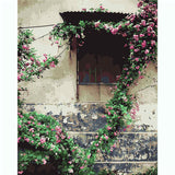 Painting by Numbers Flowers Rose Vines