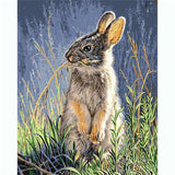 Painting by Numbers Animals Rabbit Makes A Man