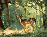 Painting by Numbers Horses Black White Horse