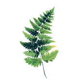 Painting by Numbers Plant Fern