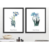 Painting by Numbers for Adults Flowers Irises