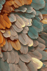 Paint by Numbers Feathers