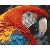 Painting by Numbers Parrot Colorful