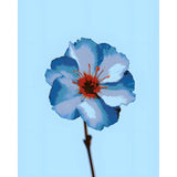 Paint by Numbers Flower Blue