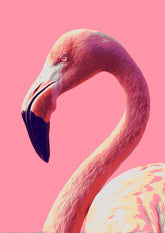 Painting by Numbers Flamingo Portrait