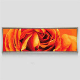 Paint by Numbers Rose