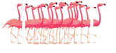 Paint by Numbers Flamingo Ballet 3-Panel (Triptych) -SS-591