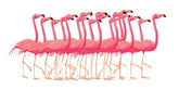 Paint by Numbers Flamingo Ballet