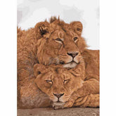 Painting by Numbers Lions Couple Animals Animal Art