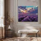 Painting by Numbers Pictures Lavender Field