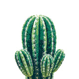 Paint by Numbers Cactus