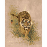 Painting by Numbers for Adults Tiger