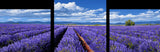 Painting by Numbers Lavender Field Mnz-SS-041- 3-Panel (Triptych)