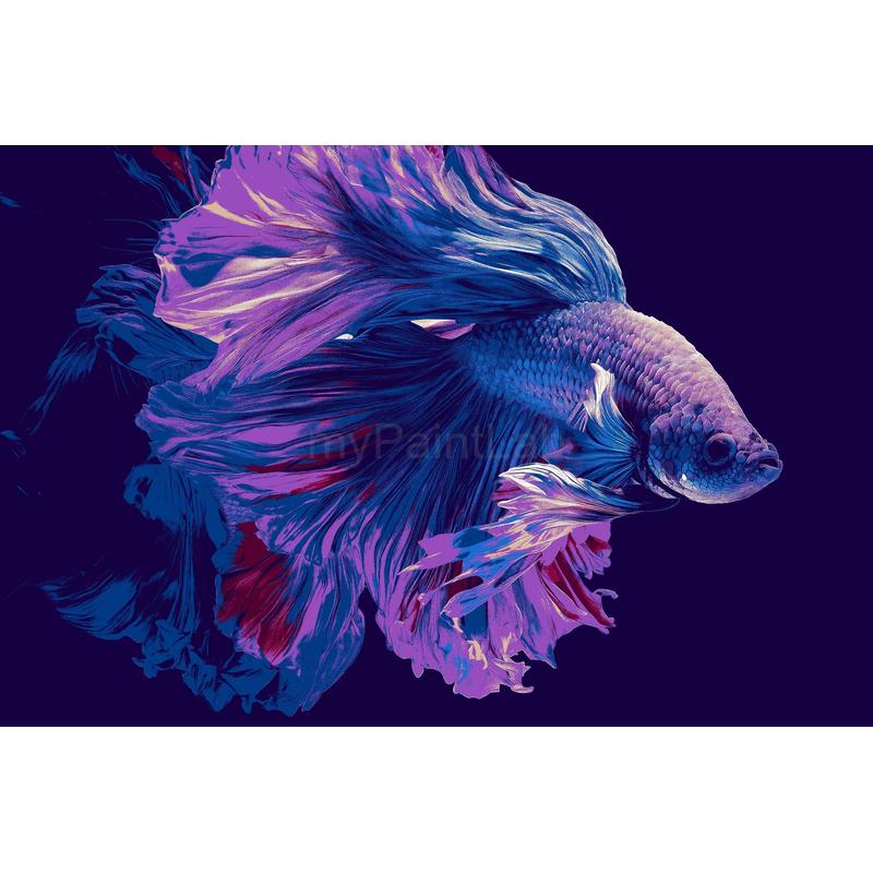 Painting by Numbers Siamese Fighting Fish
