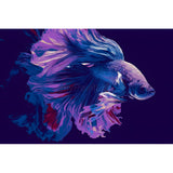 Painting by Numbers Siamese Fighting Fish