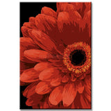 Painting by Numbers African Daisy