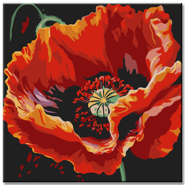 Poppy blossom painting by numbers - shipping from DE