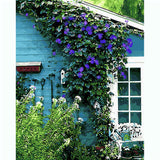 Painting by Numbers Pictures Wisteria