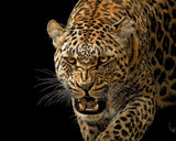 Painting by Numbers Animals Leopard