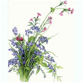 Paint by Numbers Meadow Flowers