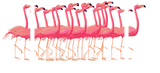 Paint by Numbers Flamingo Ballet 3-Panel (Triptych) -SS-591